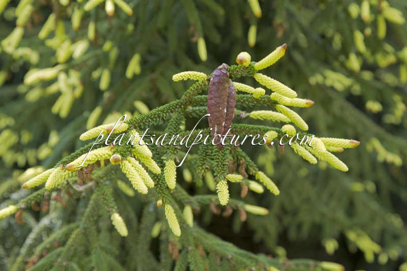 Picea orientalis ‘Aureospicata’