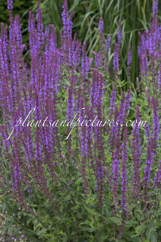 Salvia nemorosa ‘Amethyst’
