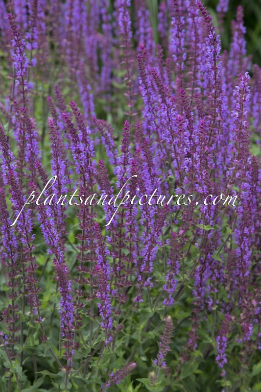 Salvia nemorosa ‘Amethyst’