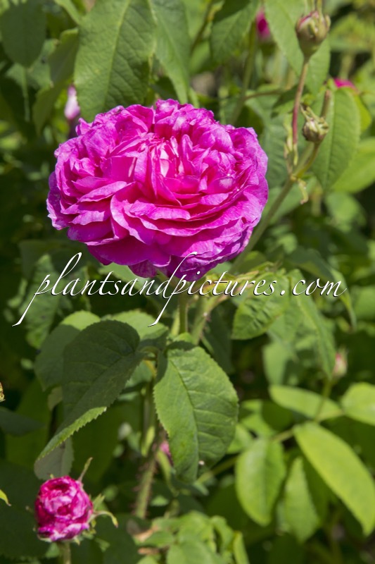 Rosa ‘Duc de Guiche’