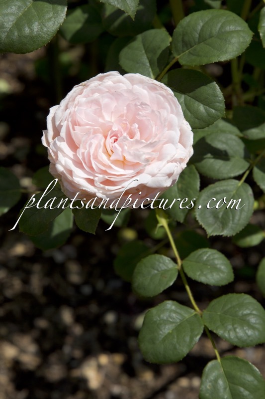 Rosa ‘Austiger’ (QUEEN OF SWEDEN)