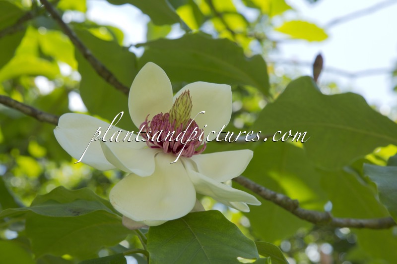 Magnolia wiesneri