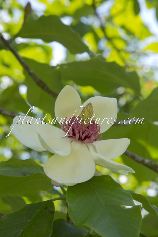 Magnolia wiesneri