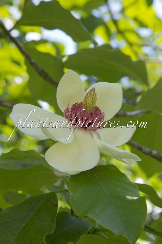 Magnolia wiesneri