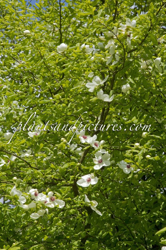 Stewartia malacodendron