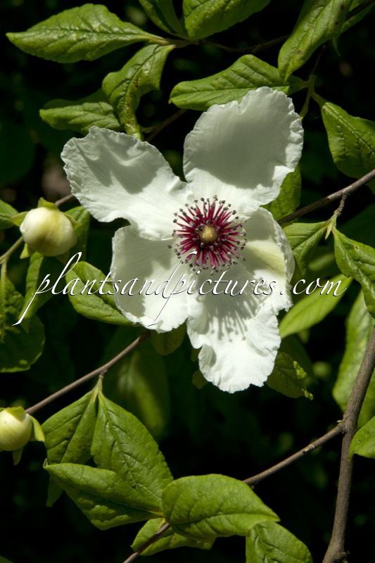Stewartia malacodendron