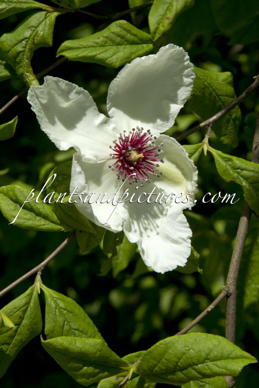 Stewartia malacodendron