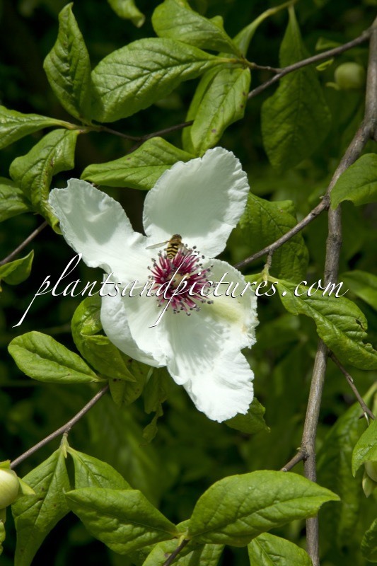 Stewartia malacodendron