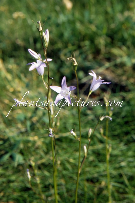 Campanula rotundifolia