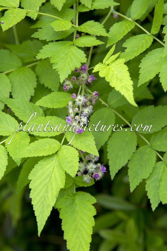 Rubus cockburnianus ‘Wyego’ (GOLDEN VALE)