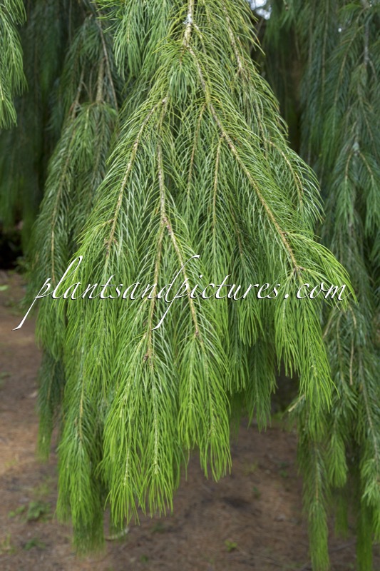 Picea smithiana