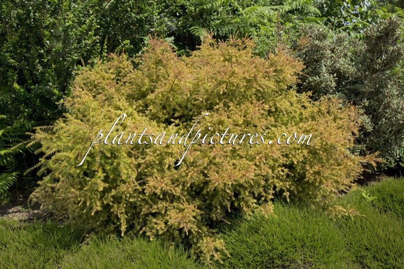 Podocarpus ‘County Park Fire’