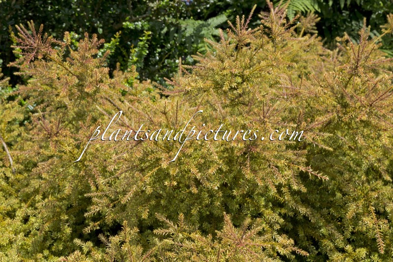Podocarpus ‘County Park Fire’