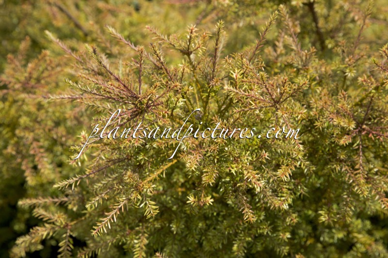 Podocarpus ‘County Park Fire’