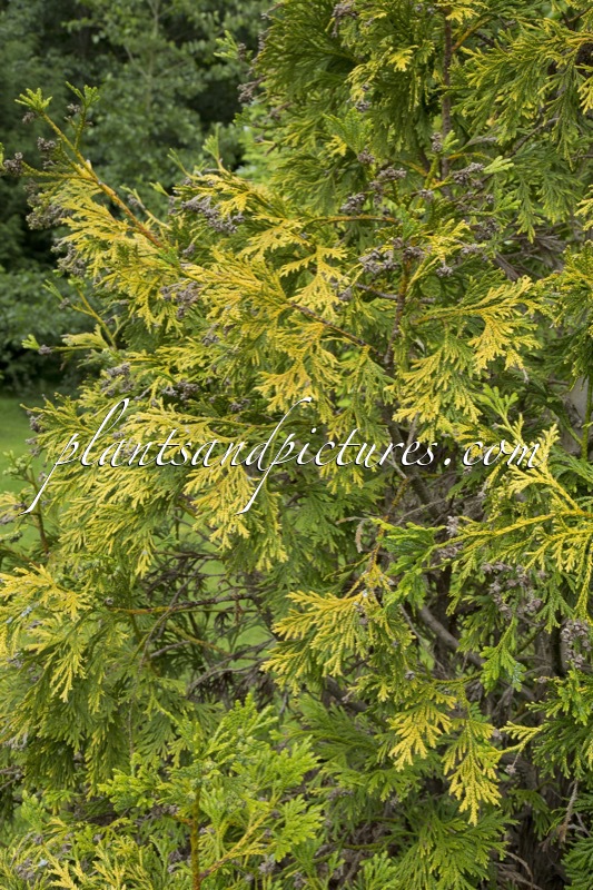 Thujopsis dolabrata ‘Aurea’