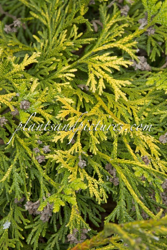 Thujopsis dolabrata ‘Aurea’