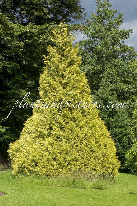 Thuja plicata ‘Zebrina Extra Gold’