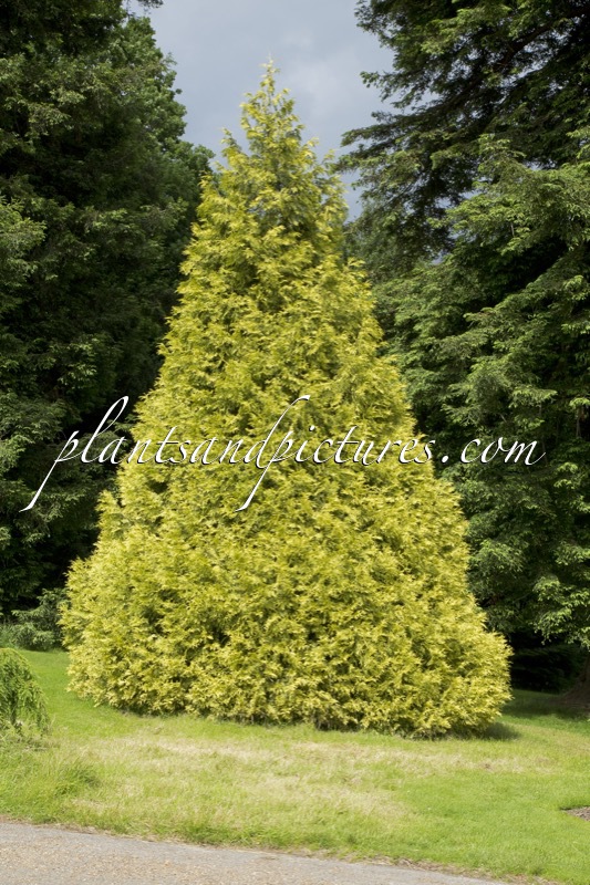 Thuja plicata ‘Zebrina Extra Gold’