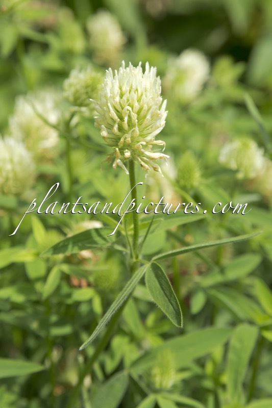 Trifolium ochroleucon