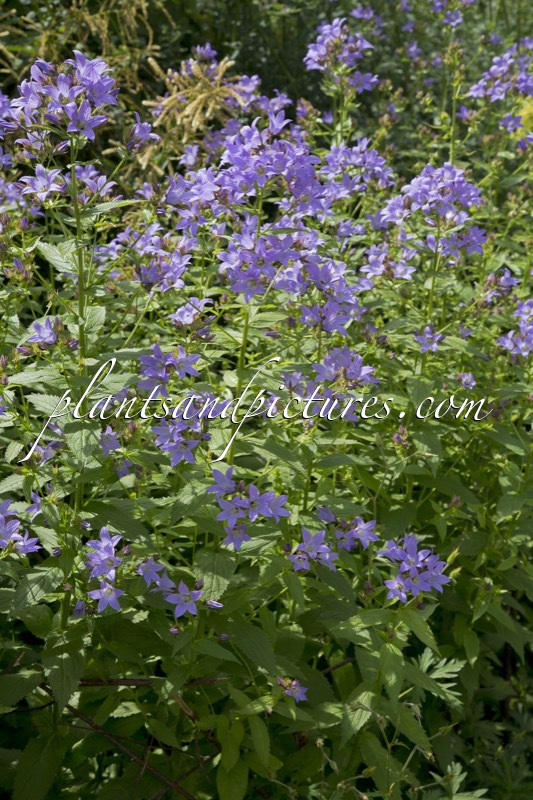 Campanula lactiflora