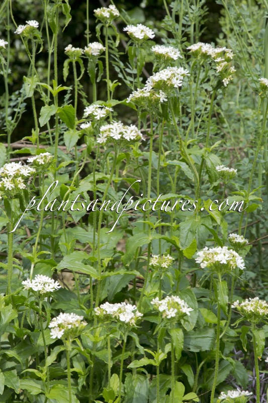 Lychnis chalcedonica ‘Snow White’