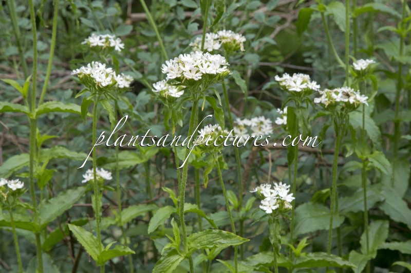 Lychnis chalcedonica ‘Snow White’