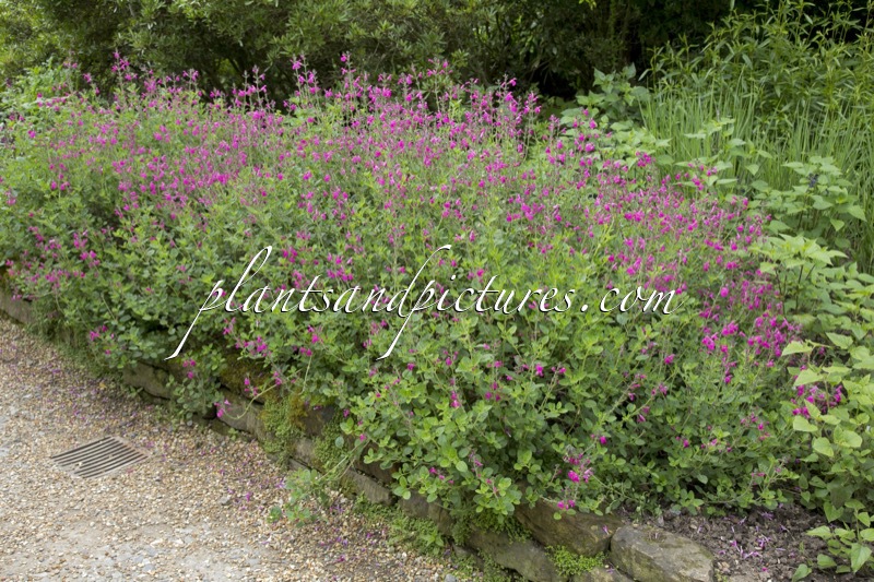 Salvia microphylla ‘Pink Blush’