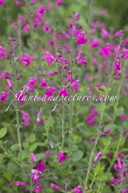Salvia microphylla ‘Pink Blush’