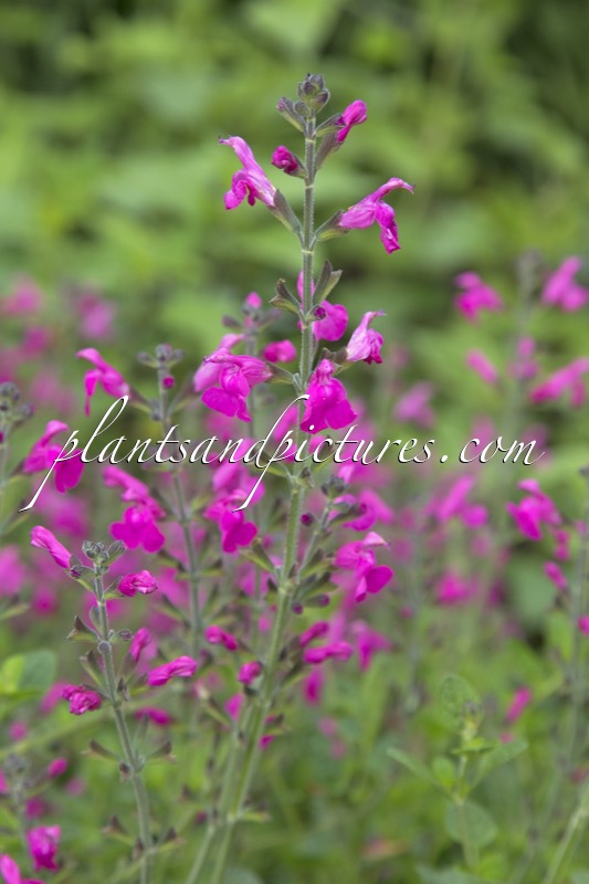 Salvia microphylla ‘Pink Blush’