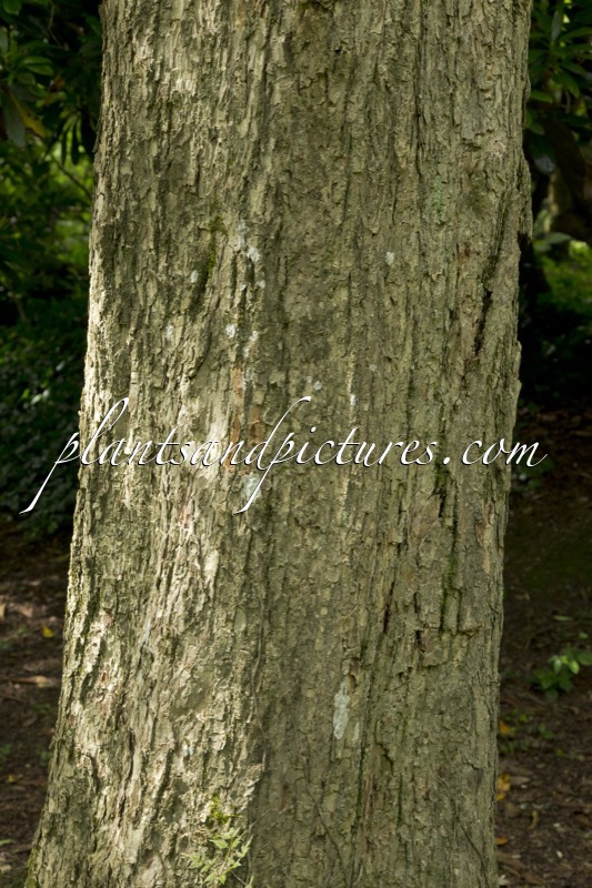 Meliosma veitchiorum