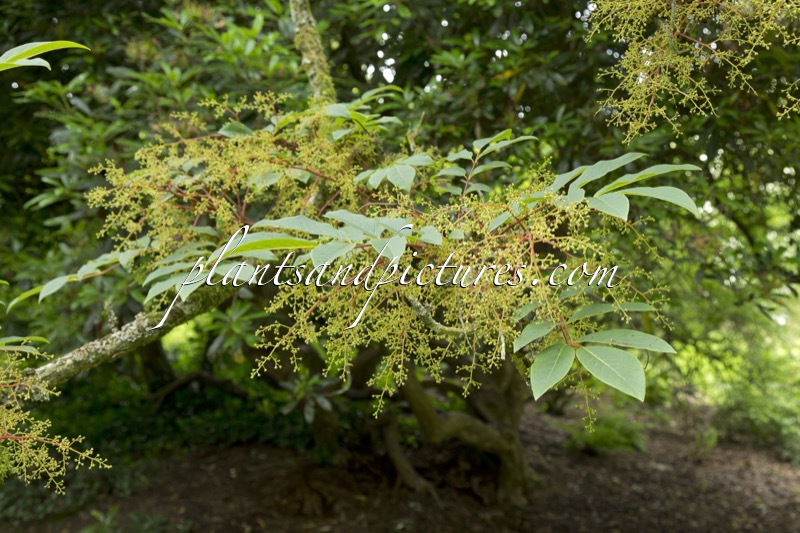 Meliosma veitchiorum