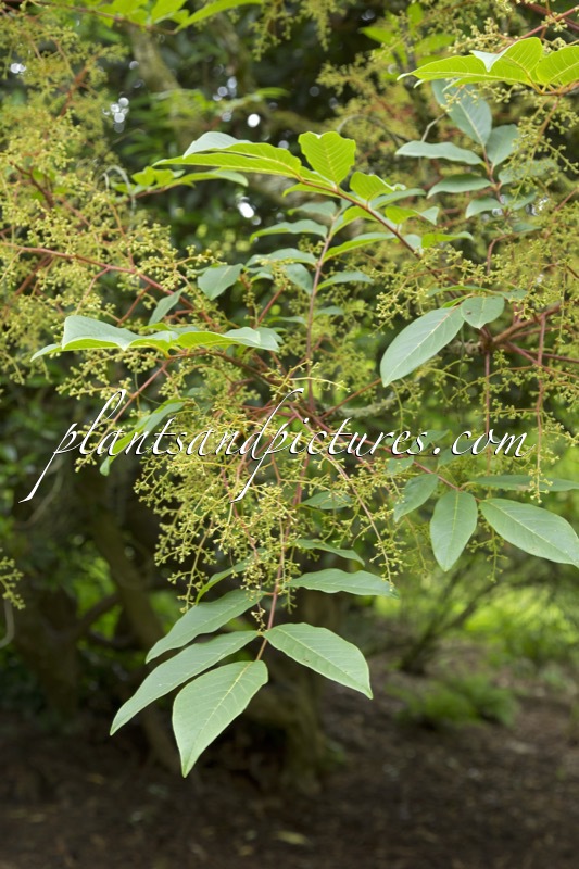 Meliosma veitchiorum