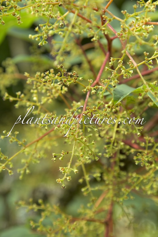 Meliosma veitchiorum