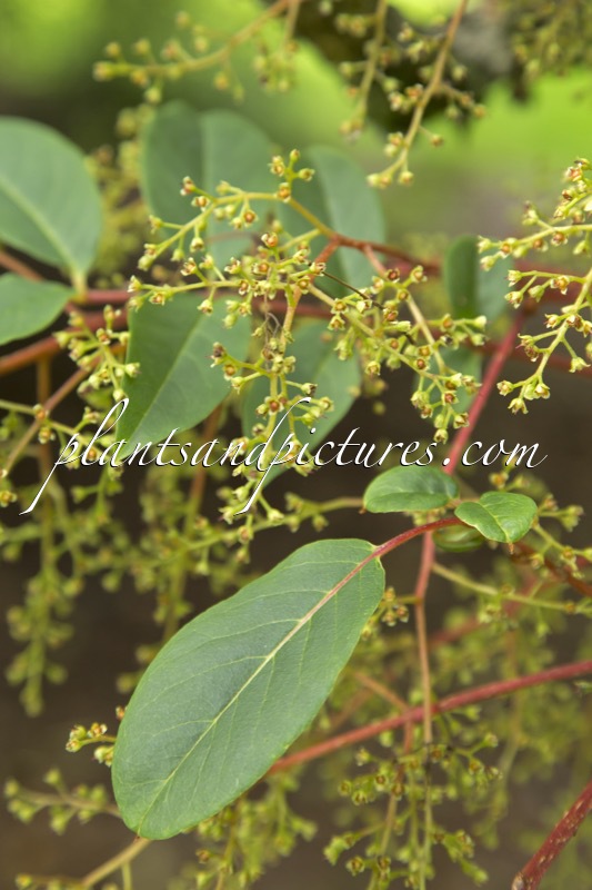 Meliosma veitchiorum