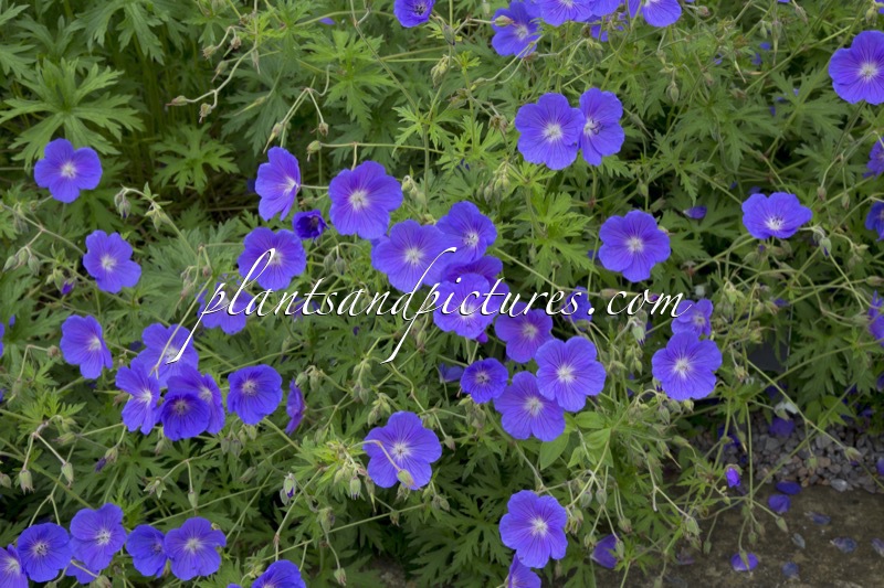 Geranium ‘Orion’