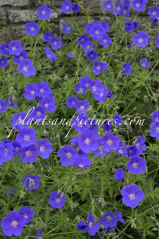 Geranium ‘Orion’