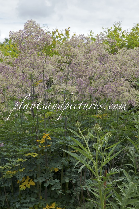 Thalictrum ‘Elin’