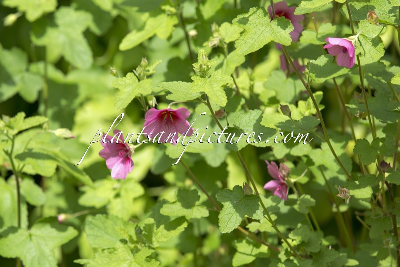 Anisodontea ‘Ell Rayo’