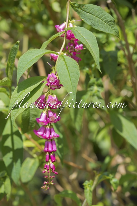 Buddleja colvilei