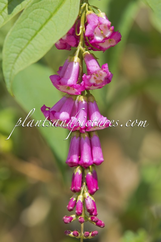 Buddleja colvilei