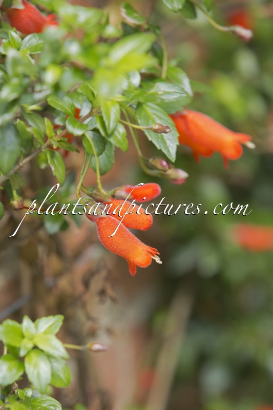 Mitraria coccinea ‘Lago Puyehue’