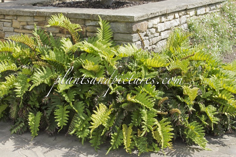 Blechnum chilensis