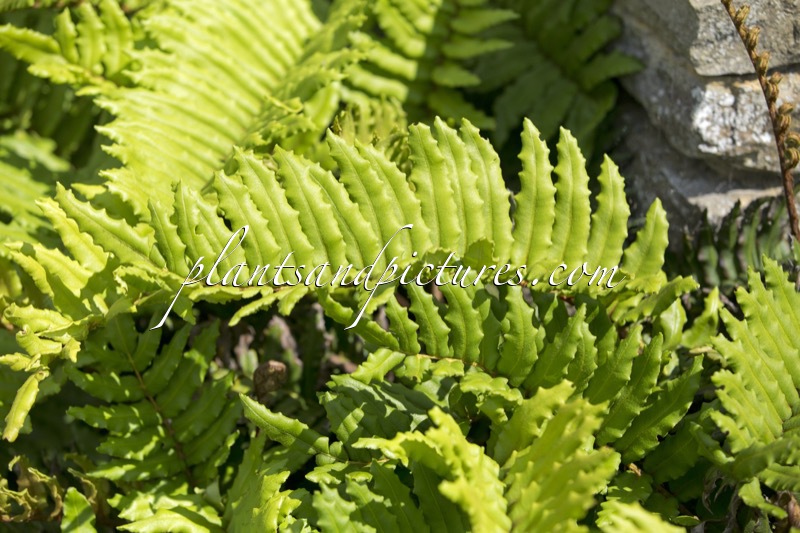 Blechnum chilensis