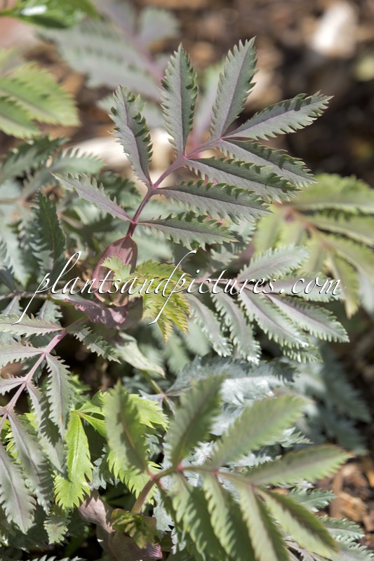 Melianthus major ‘Purple Haze’
