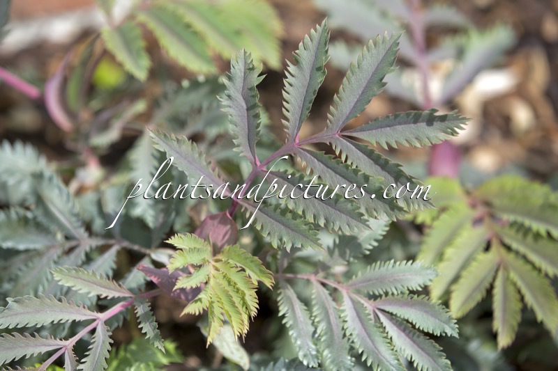Melianthus major ‘Purple Haze’