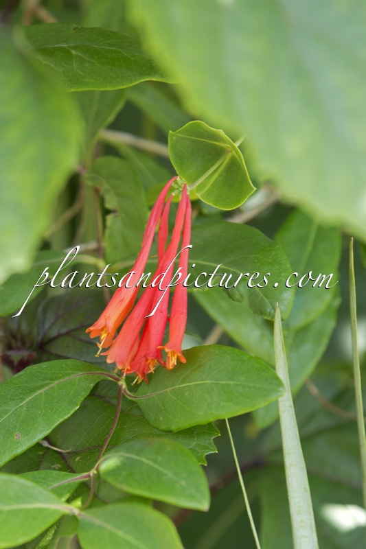 Lonicera sempervirens ‘Cedar Lane’