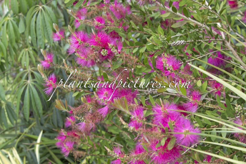 Callistemon viminalis ‘Kkho1’ (HOT PINK)