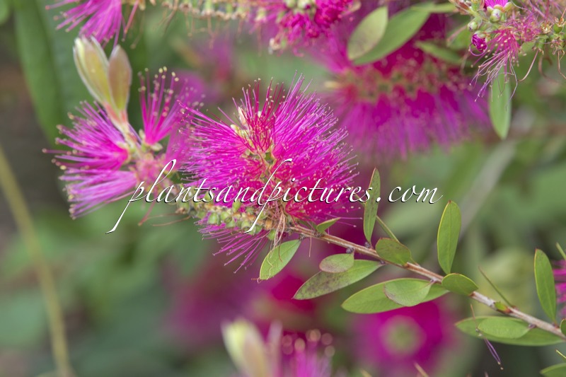 Callistemon viminalis ‘Kkho1’ (HOT PINK)