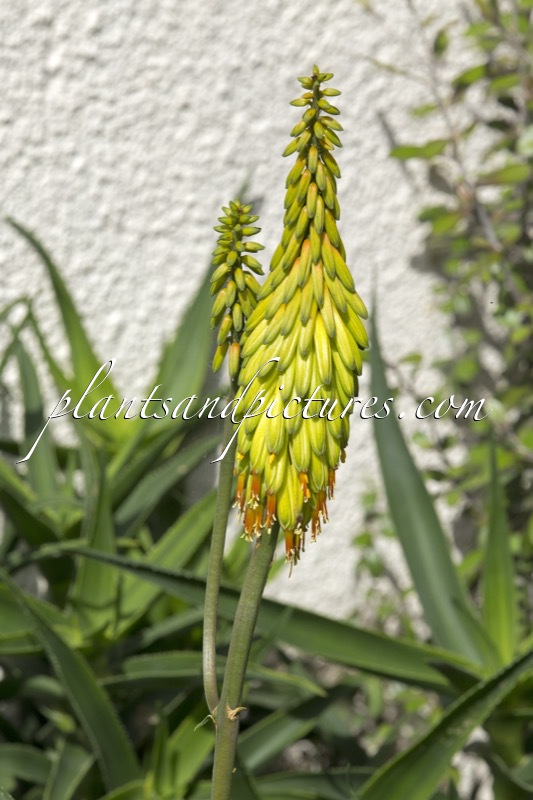 Aloe striatula