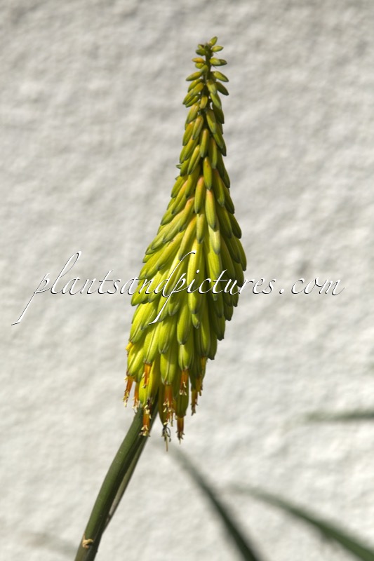 Aloe striatula